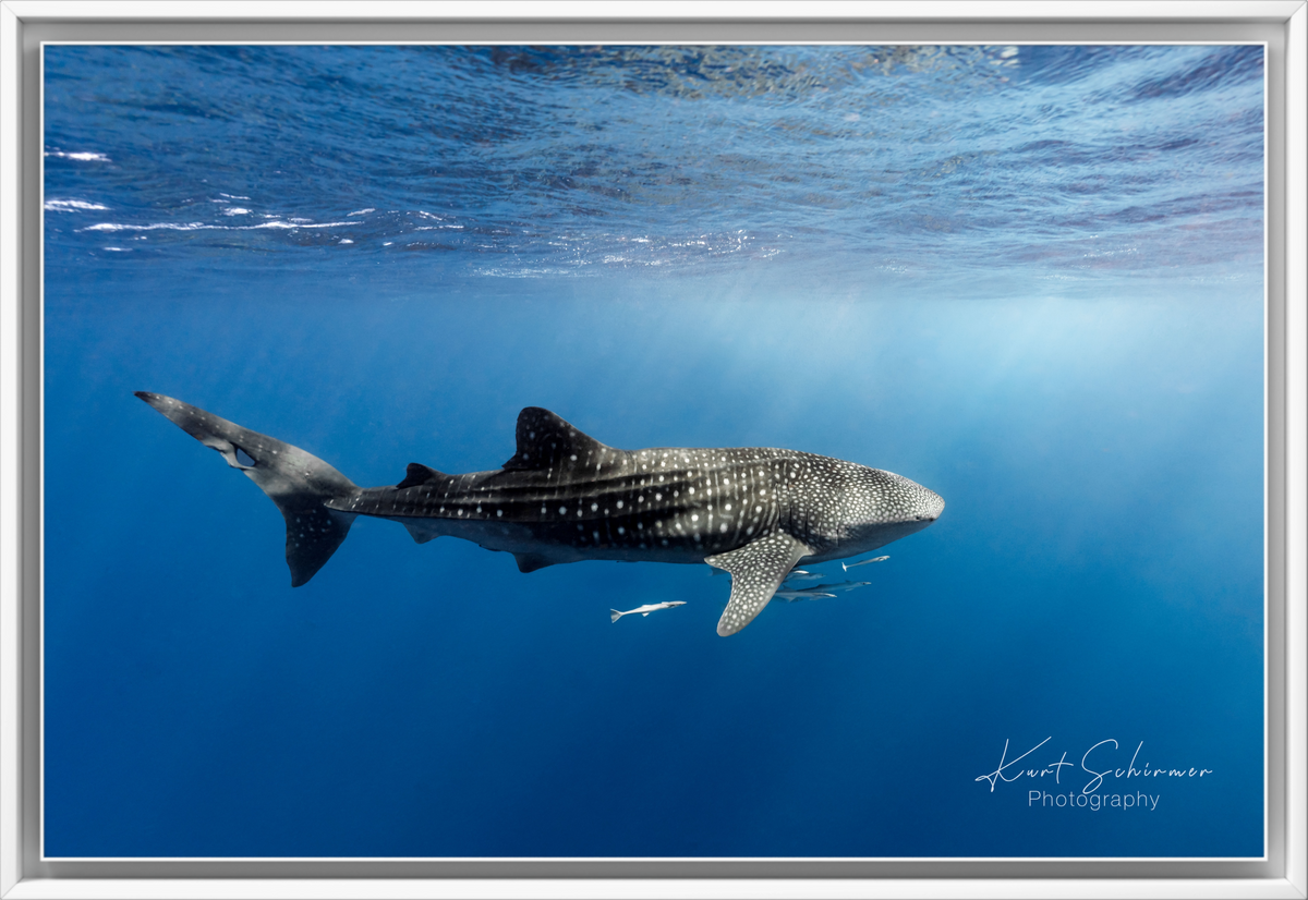 Whale Shark Collection