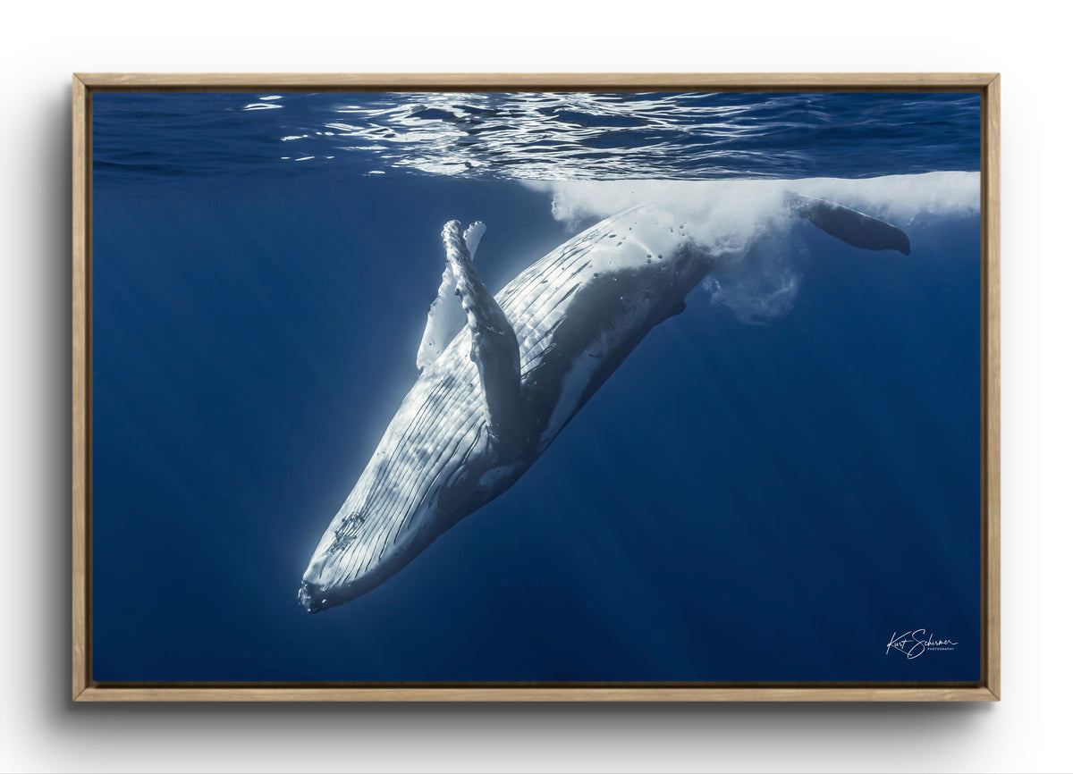 Humpback Whale Back Roll – Underwater Fine Art Photography Wall Art Print