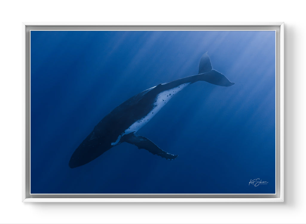Humpback Whale in the Deep Blue – Underwater Fine Art Photography Wall Art Print