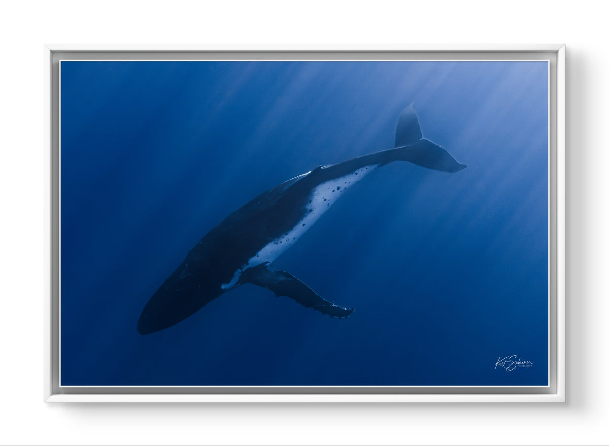 Humpback Whale in the Deep Blue – Underwater Fine Art Photography Wall Art Print