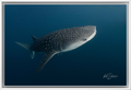 From the Ocean Depths