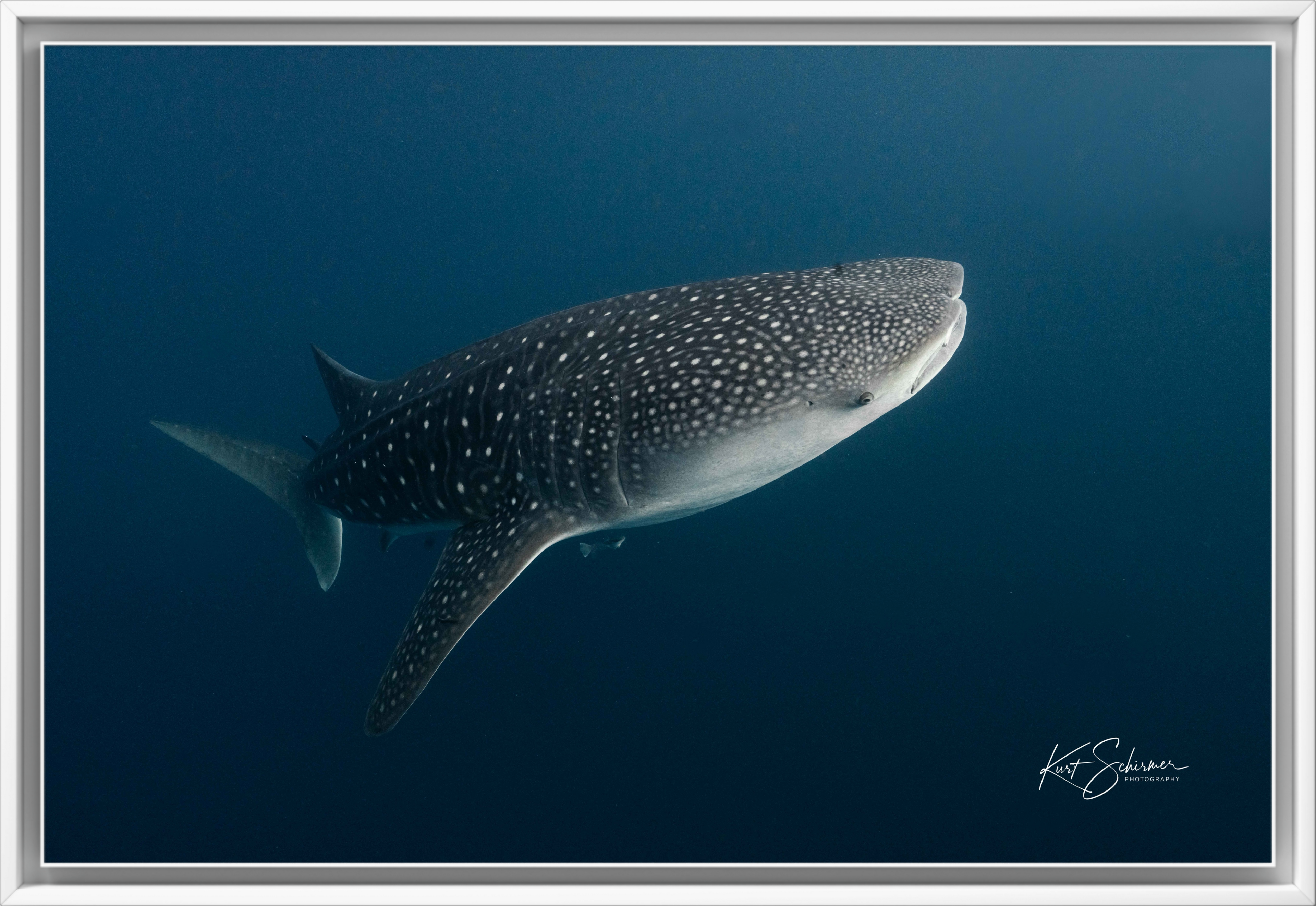 From the Ocean Depths