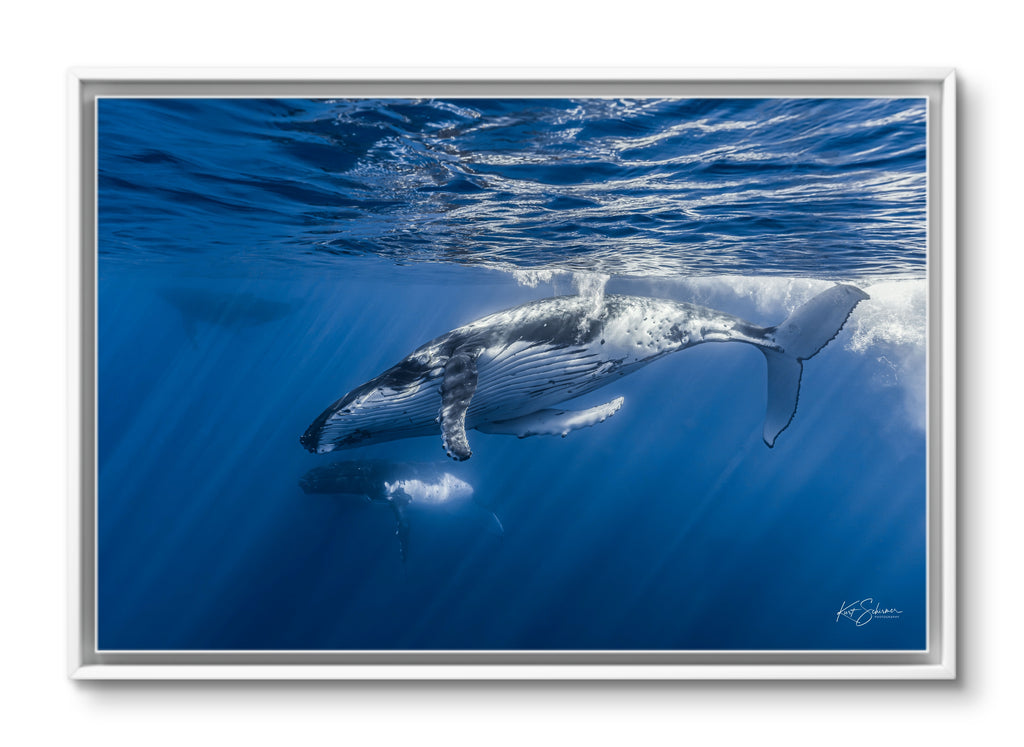 Humpback Whales Gliding Together – Underwater Fine Art Photography Wall Art Print