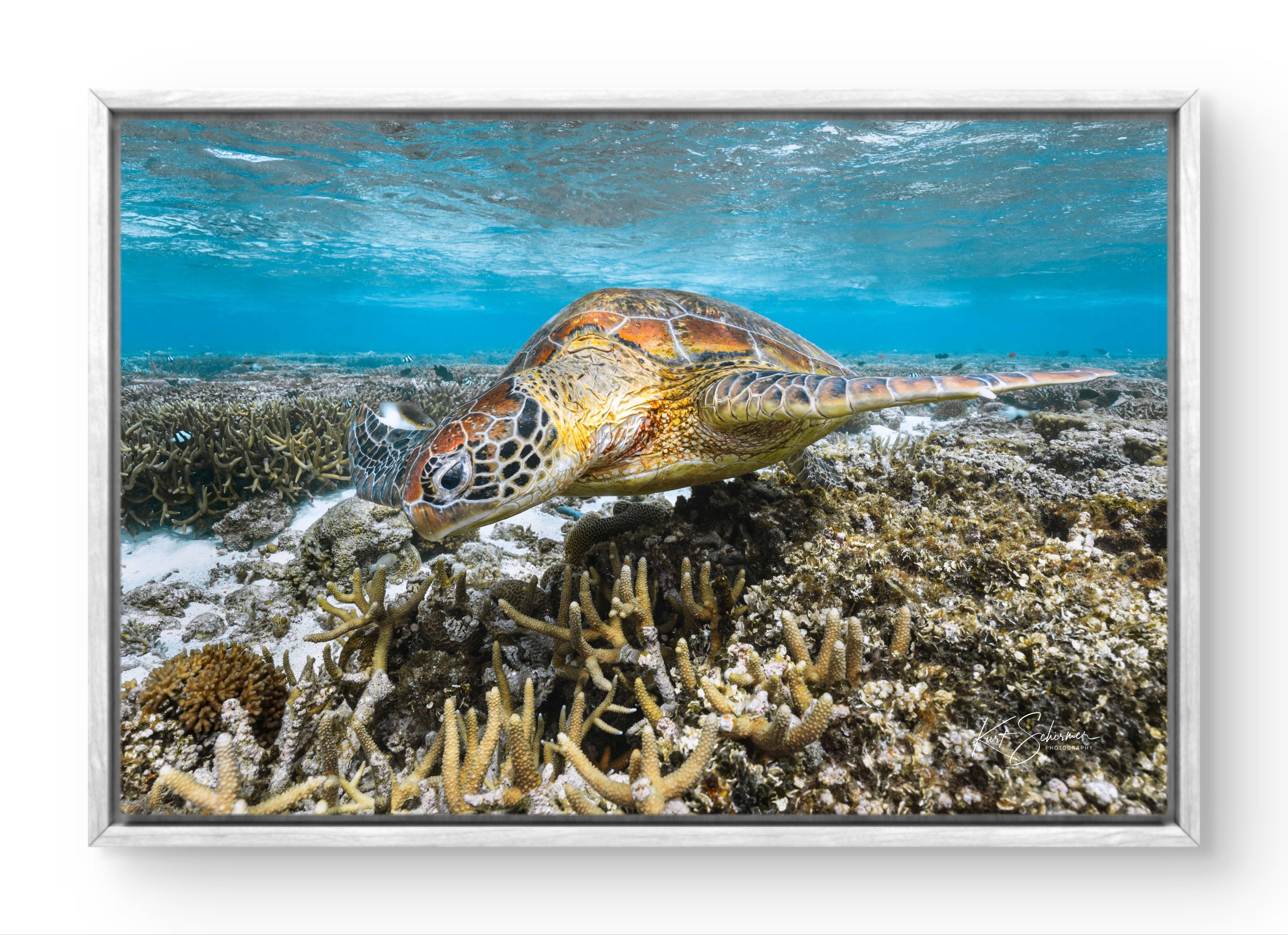 Turtle Portrait II – Underwater Fine Art Photography Print