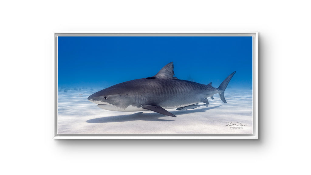 Tiger Shark Glide - Bahamas Underwater