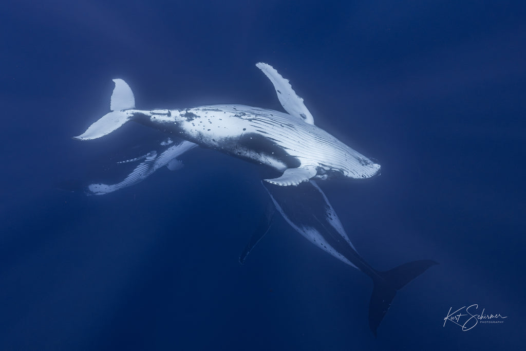Three Humpback Whales in Moorea - Underwater Whale Photography Wall Art Print