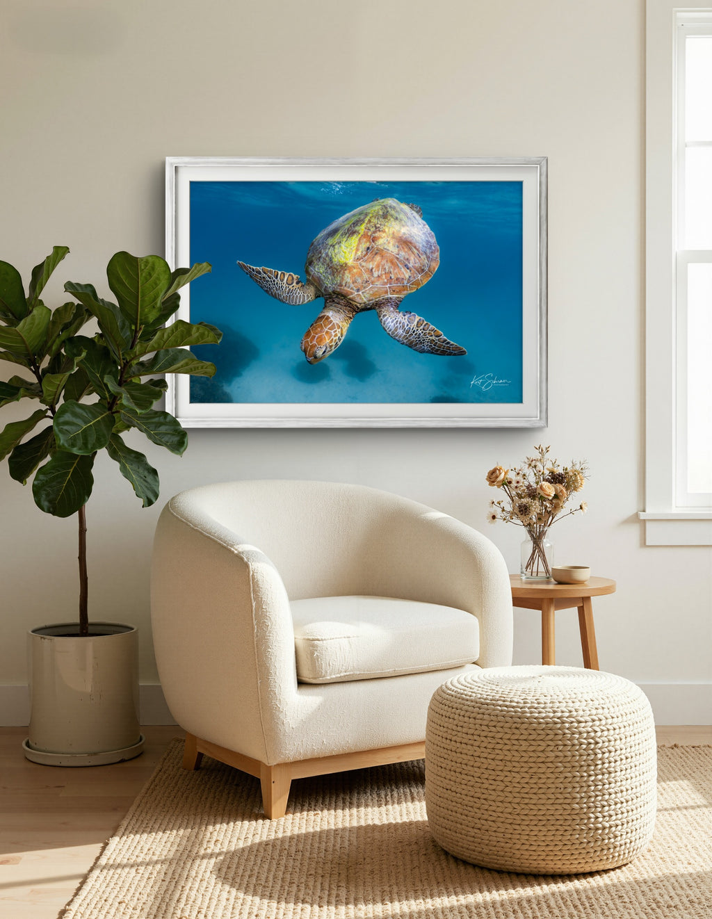 Heron Island Sea Turtle Print - Ocean Wildlife Photography by Kurt Schirmer