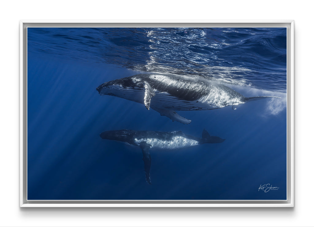 Humpback Whales Side by Side – Underwater Fine Art Photography Wall Art Print