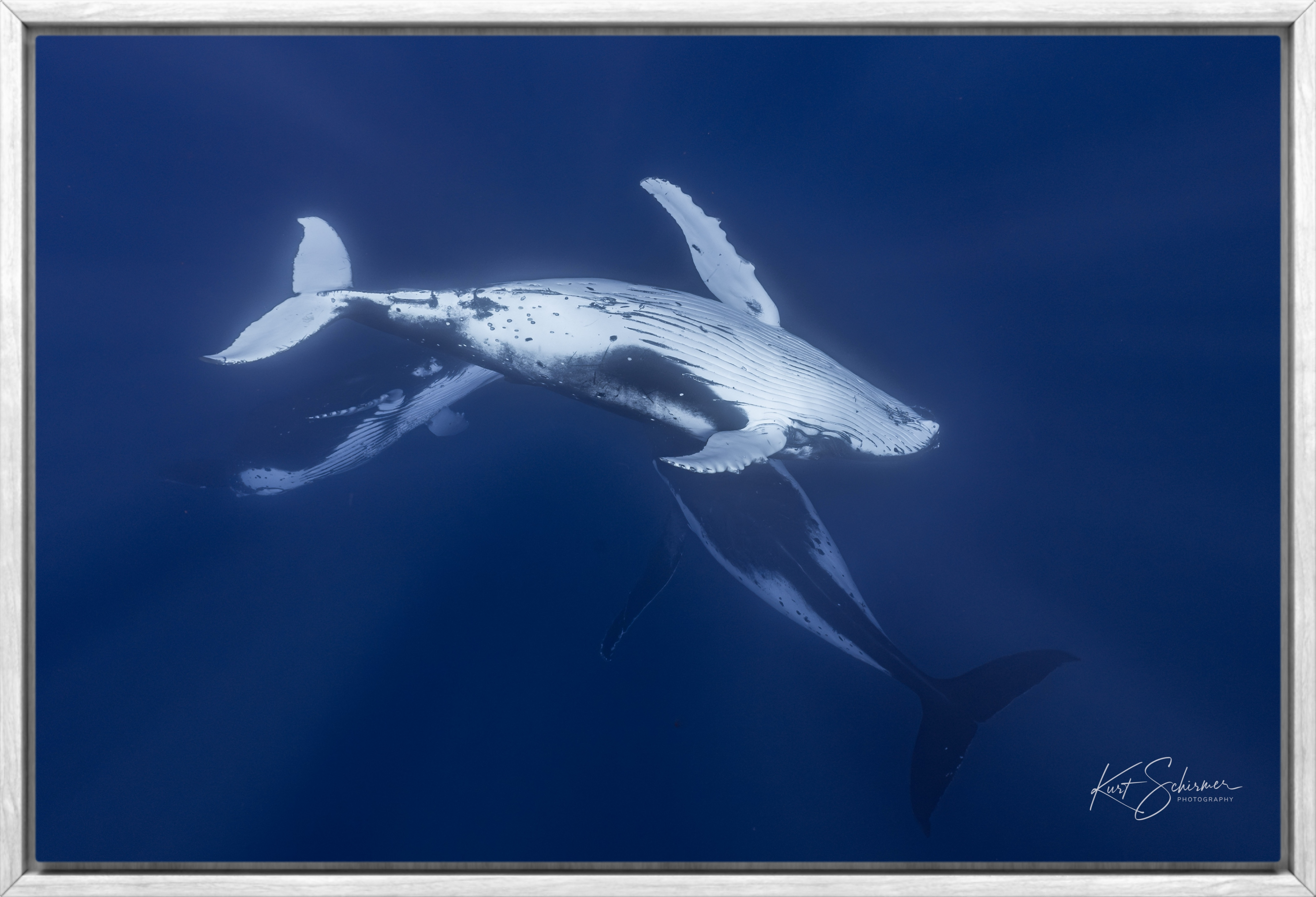 Three Humpback Whales in Moorea - Underwater Whale Photography Wall Art Print