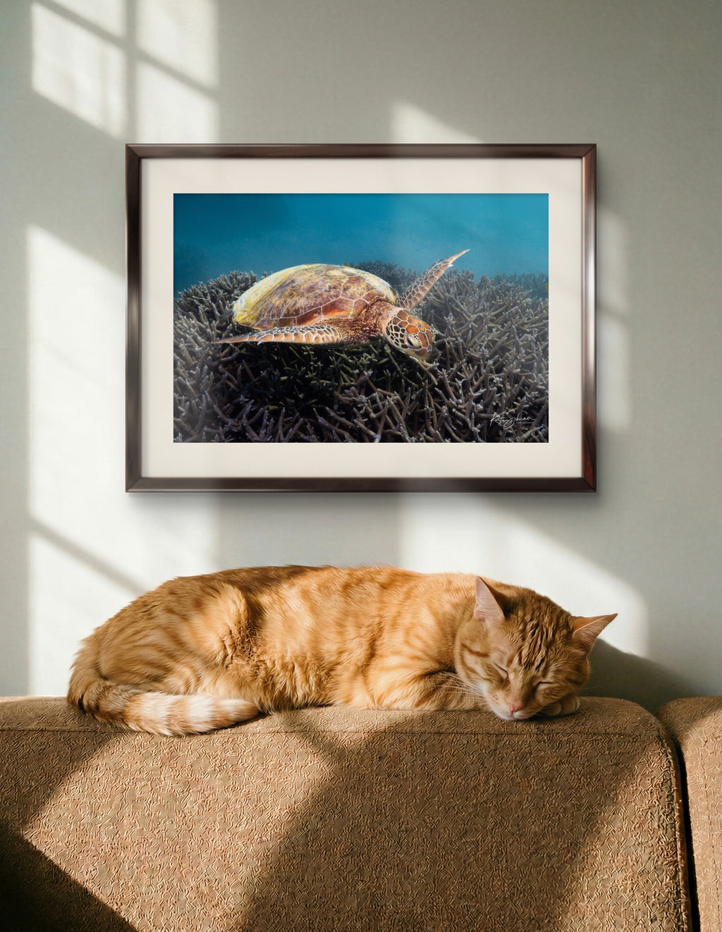 Green Sea Turtle at Heron Island – Underwater Coral Reef Photography Wall Art Print