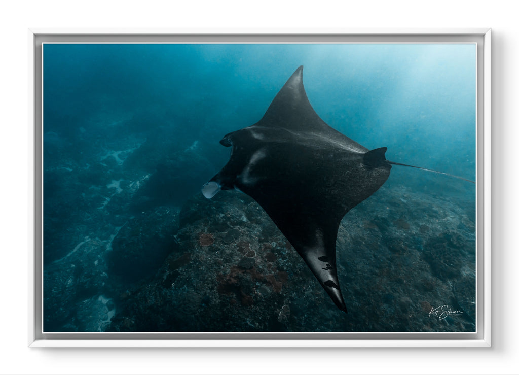 Cruising Manta – Underwater Fine Art Photography Print