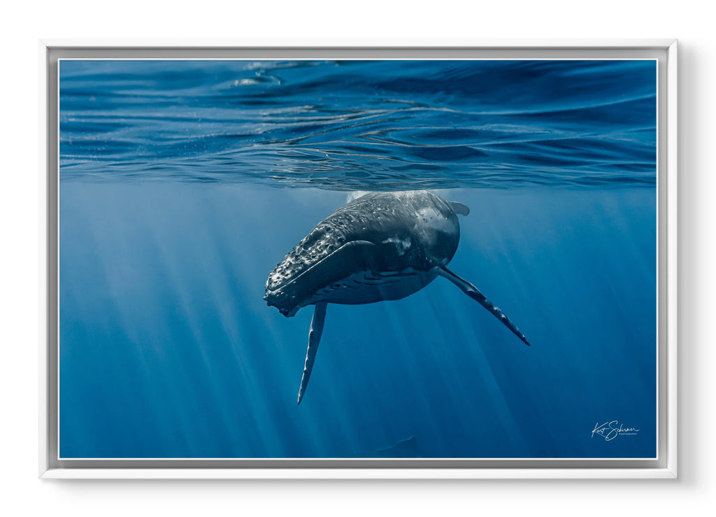 Humpback Whale Face to Face – Underwater Fine Art Photography Wall Art Print