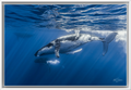 Humpback Whales Gliding Together – Underwater Fine Art Photography Wall Art Print