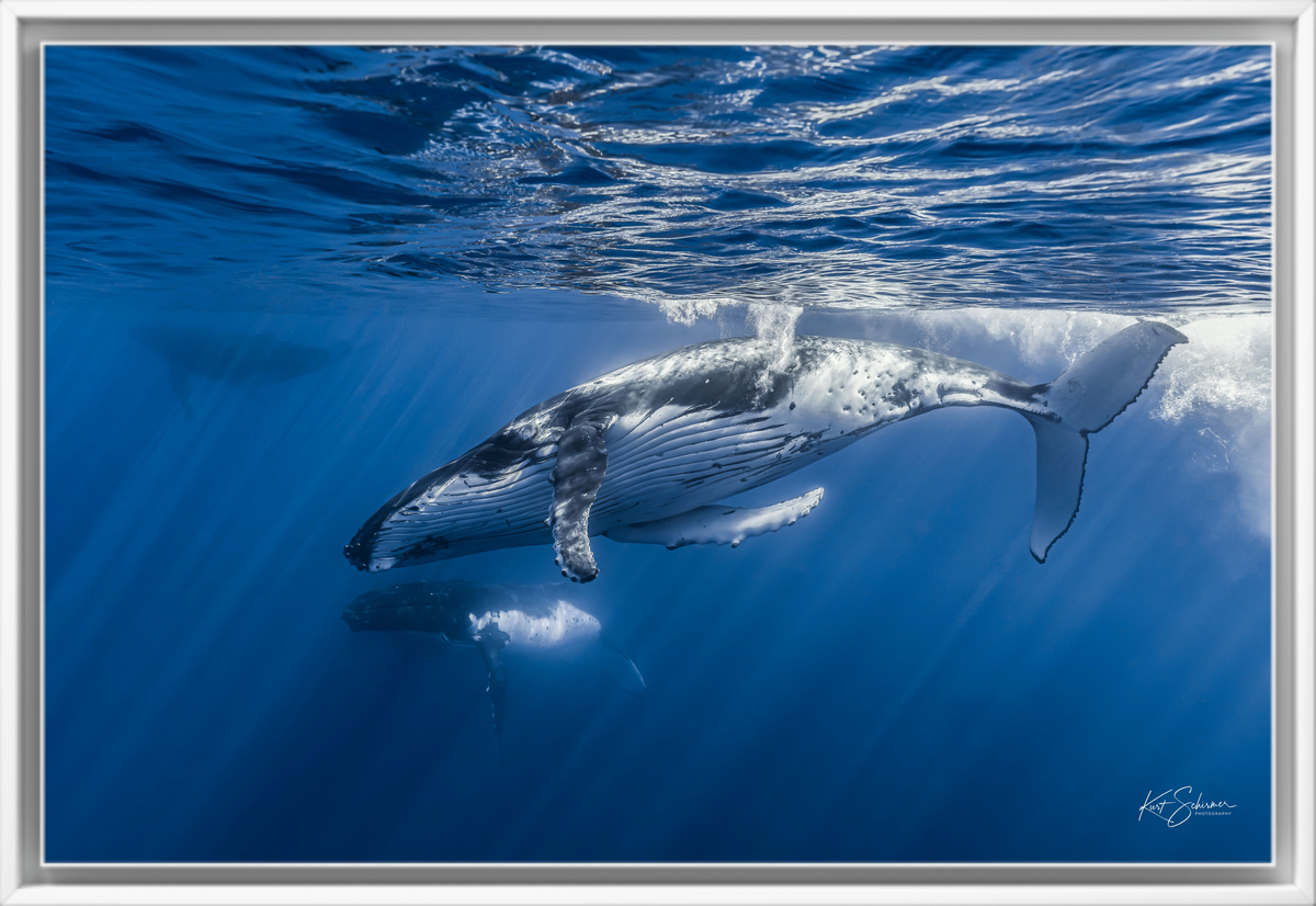 Humpback Whales Gliding Together – Underwater Fine Art Photography Wall Art Print