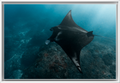 Cruising Manta – Underwater Fine Art Photography Print