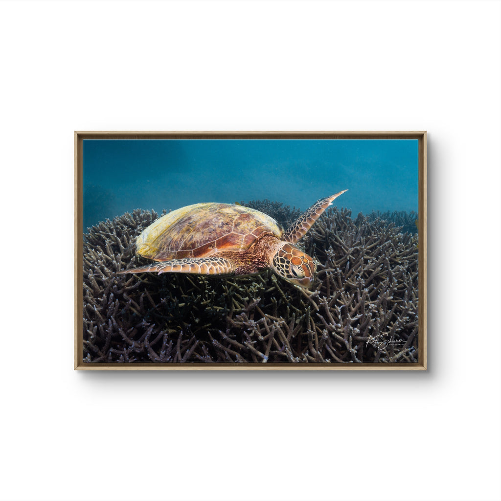 Green Sea Turtle at Heron Island – Underwater Coral Reef Photography Wall Art Print