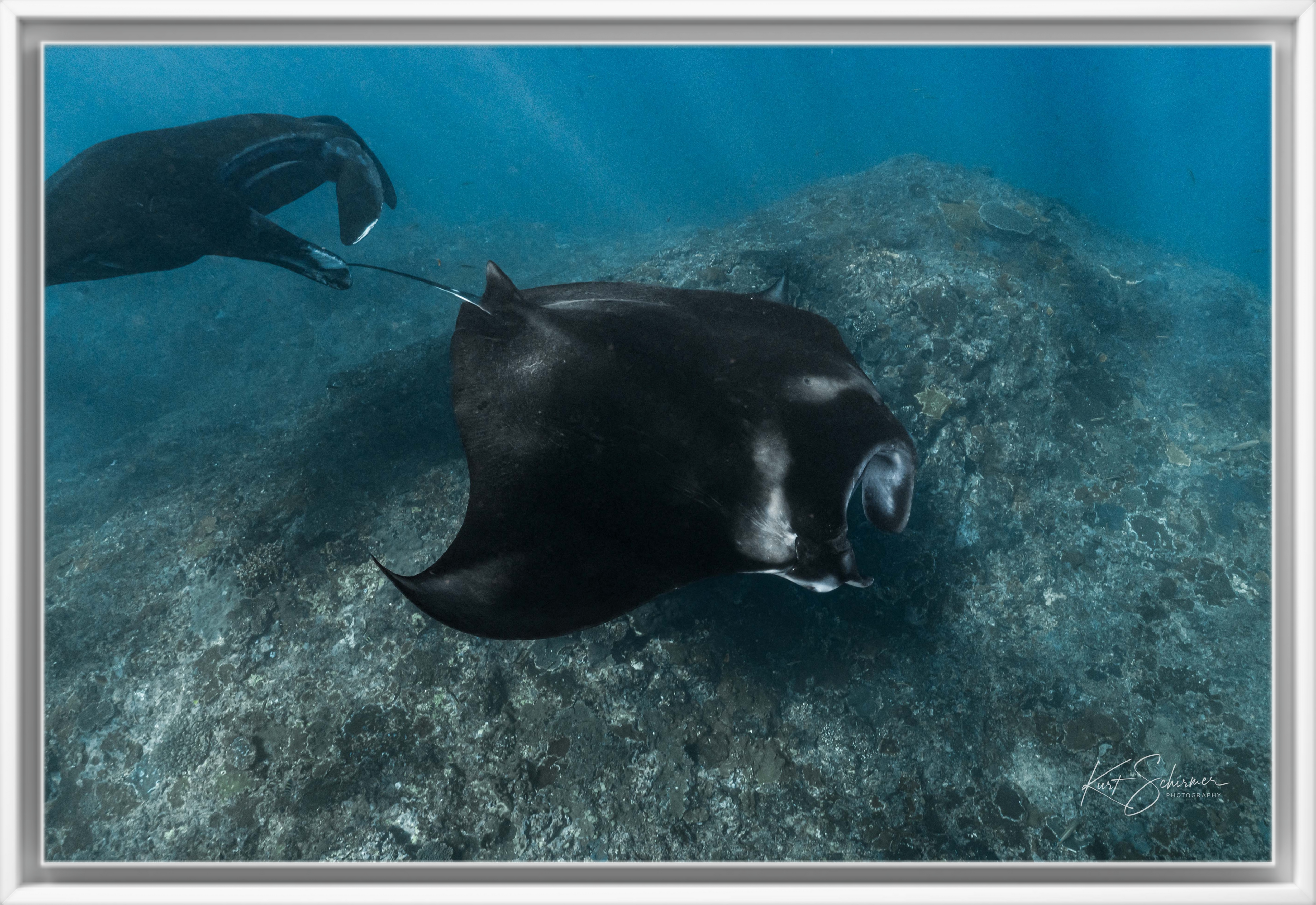 Two Mantas – Nusa Penida Underwater Fine Art Photography Print