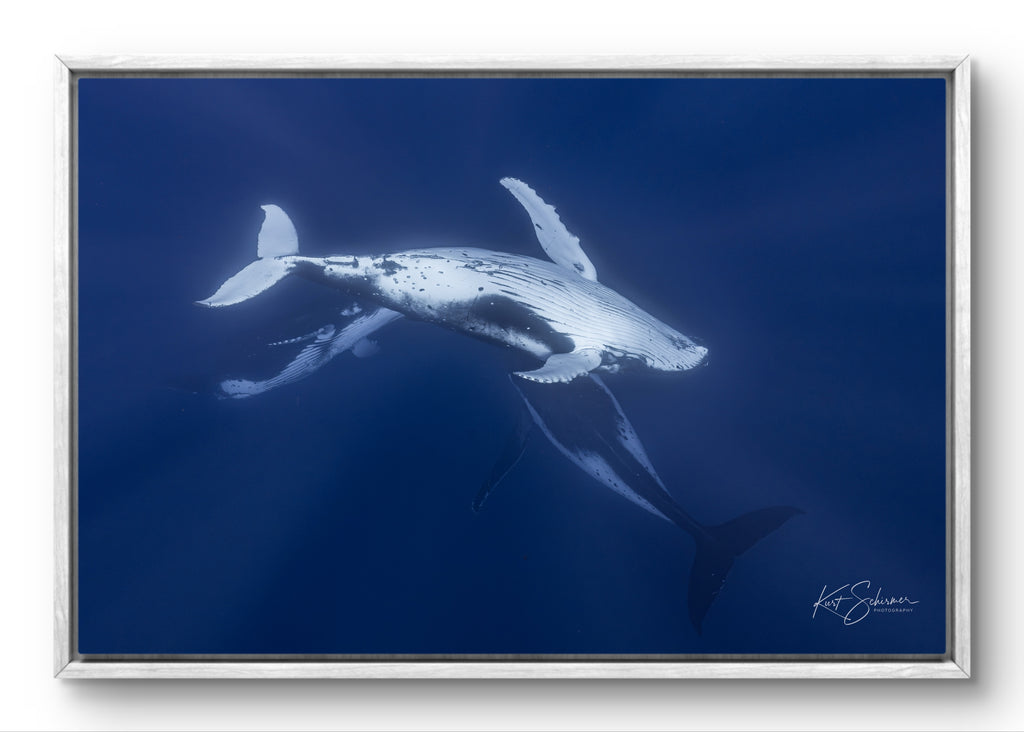 Three Humpback Whales in Moorea - Underwater Whale Photography Wall Art Print