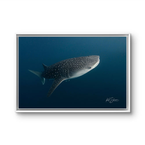 From the Ocean Depths