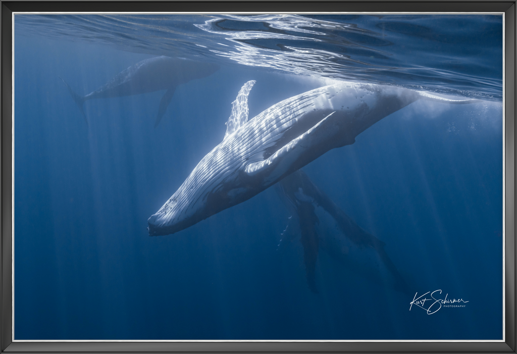 Humpback Whale Family in Moorea – Underwater Ocean Photography Wall Art Print