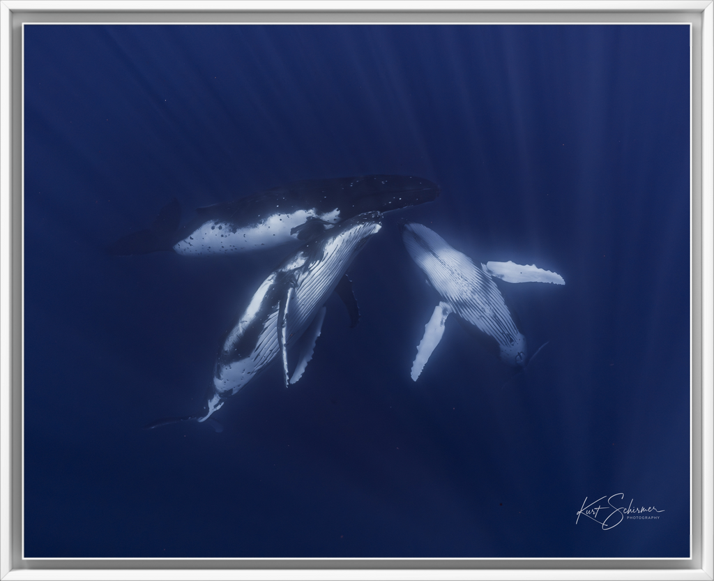 Coming Together - Three Humpback Whales in Moorea – Underwater Whale Photography Wall Art Print
