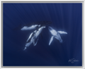 Coming Together - Three Humpback Whales in Moorea – Underwater Whale Photography Wall Art Print
