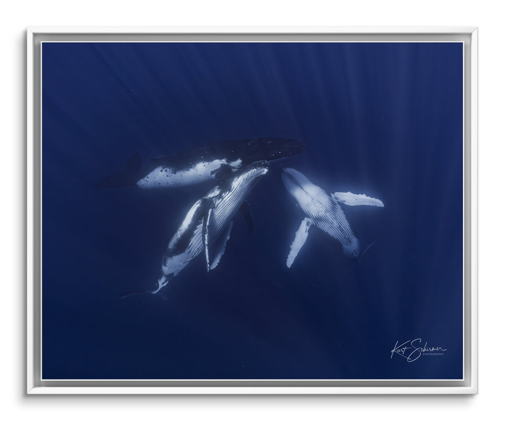 Coming Together - Three Humpback Whales in Moorea – Underwater Whale Photography Wall Art Print