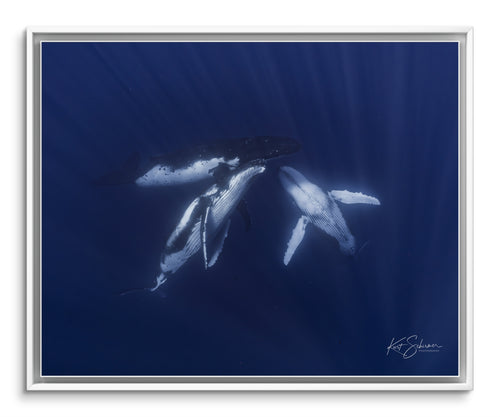 Coming Together - Three Humpback Whales in Moorea – Underwater Whale Photography Wall Art Print