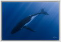 Humpback Whale in the Deep Blue – Underwater Fine Art Photography Wall Art Print