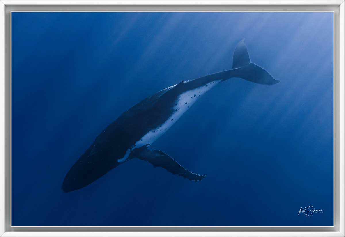 Humpback Whale in the Deep Blue – Underwater Fine Art Photography Wall Art Print