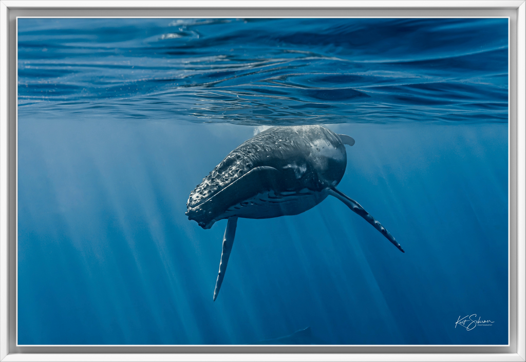 Humpback Whale Face to Face – Underwater Fine Art Photography Wall Art Print
