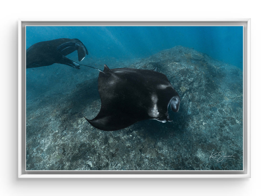 Two Mantas – Nusa Penida Underwater Fine Art Photography Print
