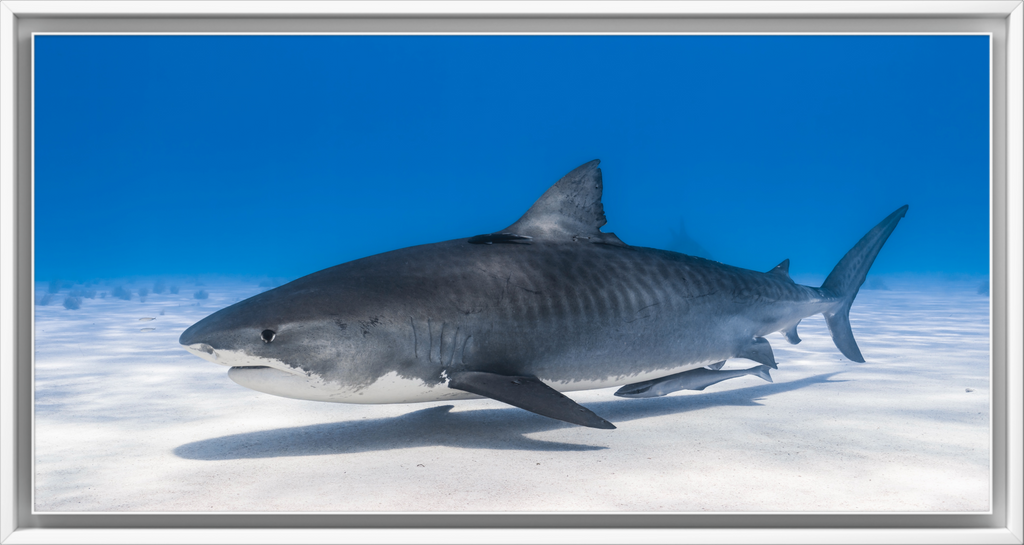 Tiger Shark Glide - Bahamas Underwater