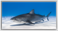 Tiger Shark Glide - Bahamas Underwater
