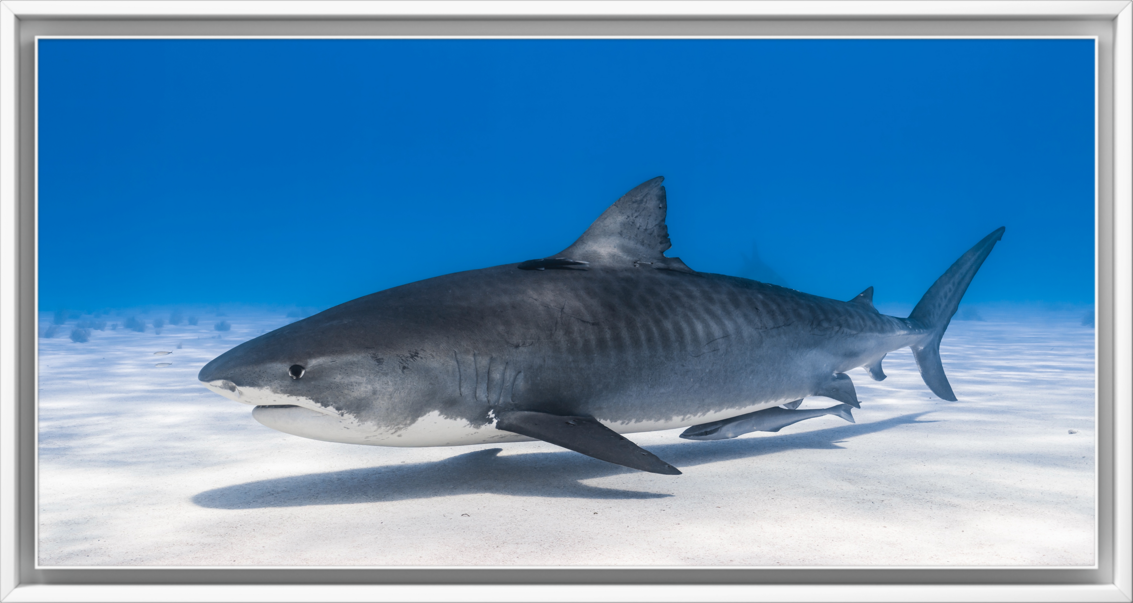 Tiger Shark Glide - Bahamas Underwater