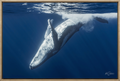 Humpback Whale Back Roll – Underwater Fine Art Photography Wall Art Print