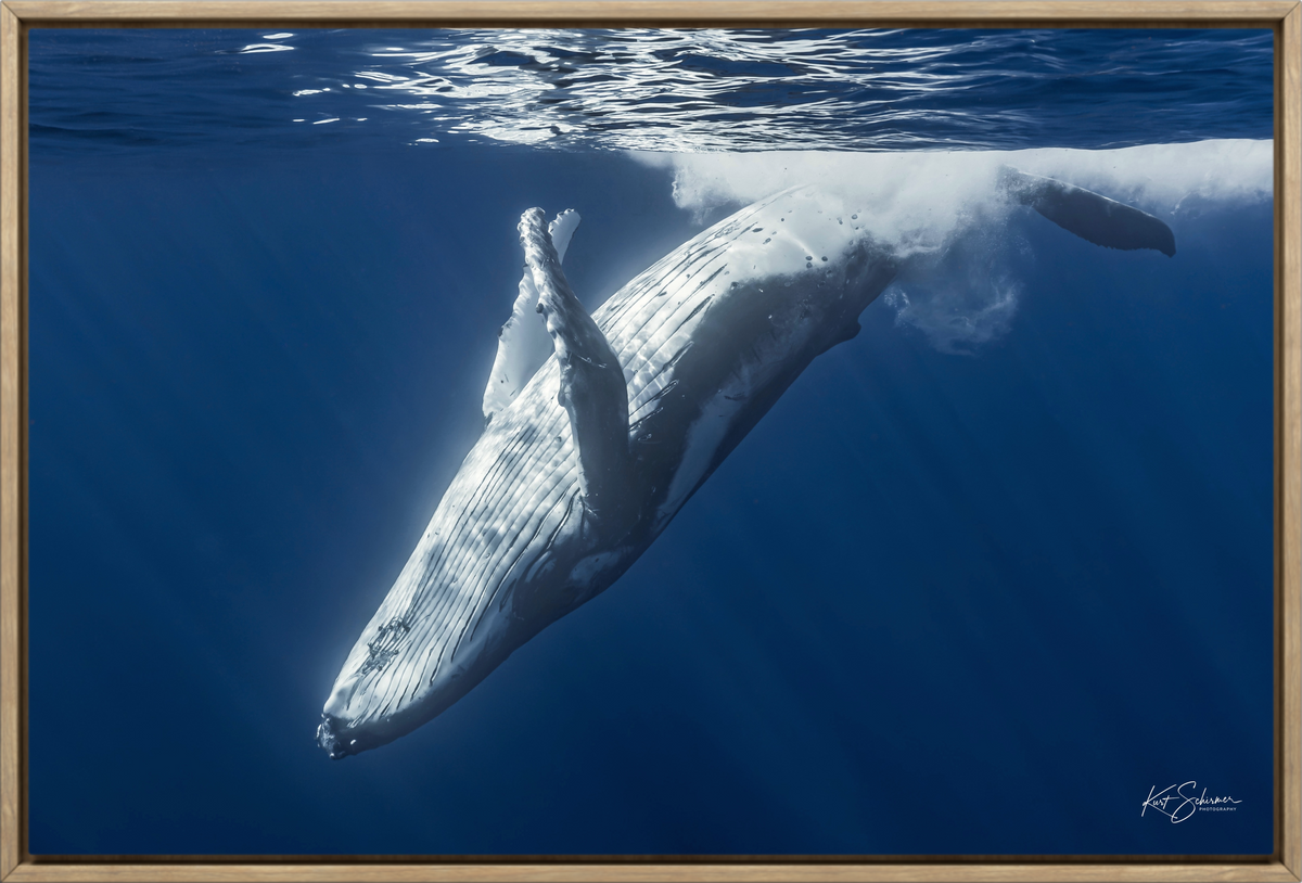Humpback Whale Back Roll – Underwater Fine Art Photography Wall Art Print