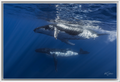 Humpback Whales Side by Side – Underwater Fine Art Photography Wall Art Print