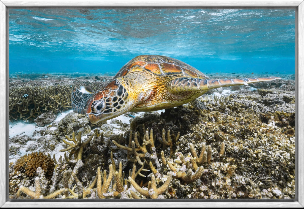 Turtle Portrait II – Underwater Fine Art Photography Print
