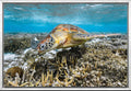 Turtle Portrait II – Underwater Fine Art Photography Print