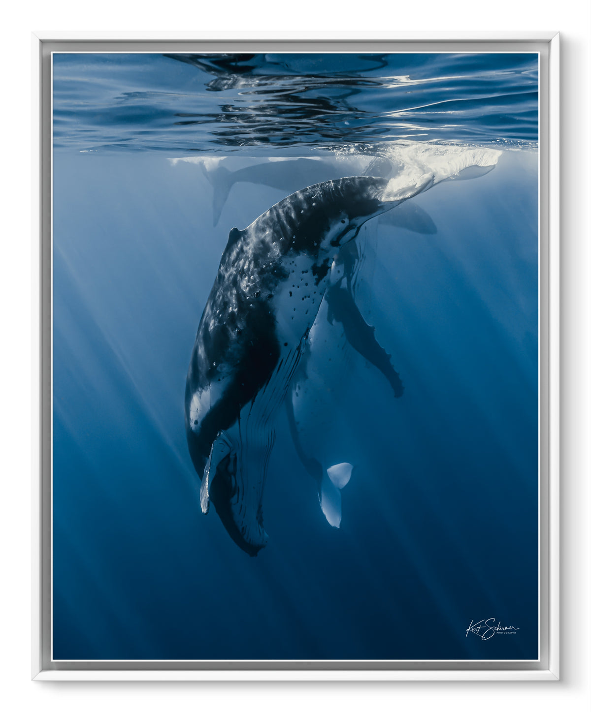 Humpback Whale Vertical Dive – Underwater Fine Art Photography Wall Art Print