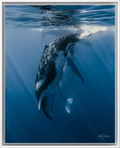 Humpback Whale Vertical Dive – Underwater Fine Art Photography Wall Art Print
