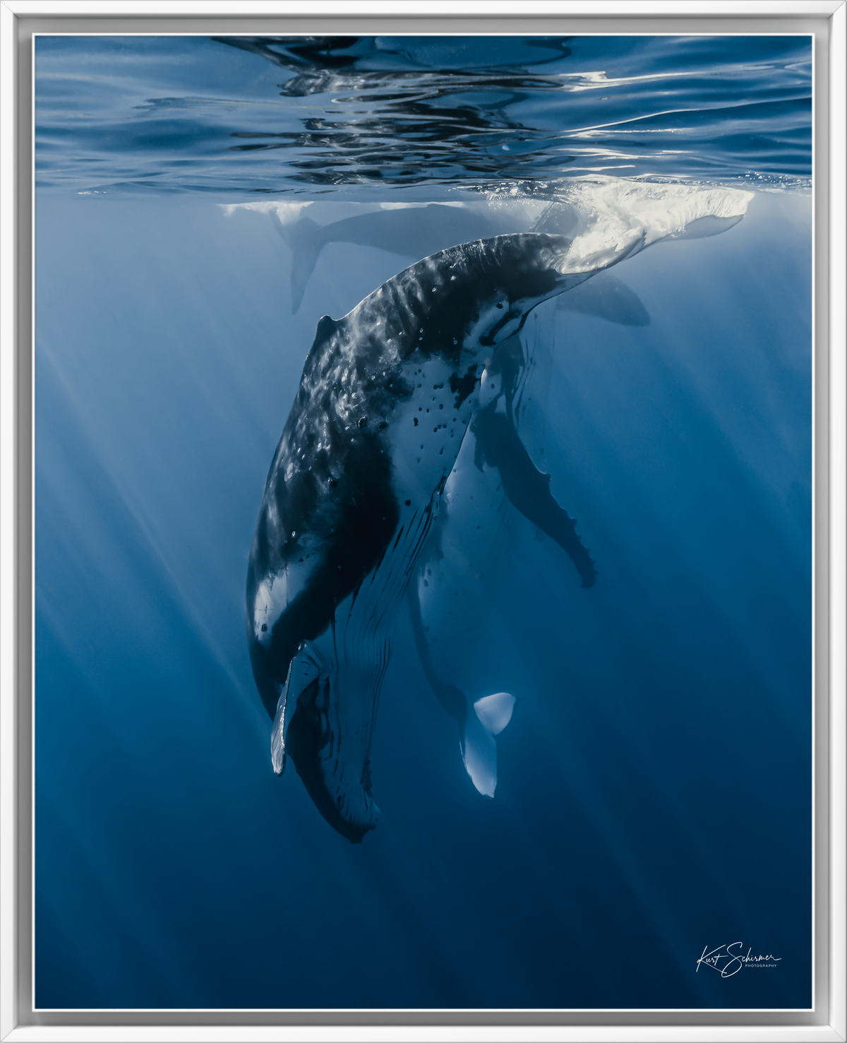 Humpback Whale Vertical Dive – Underwater Fine Art Photography Wall Art Print