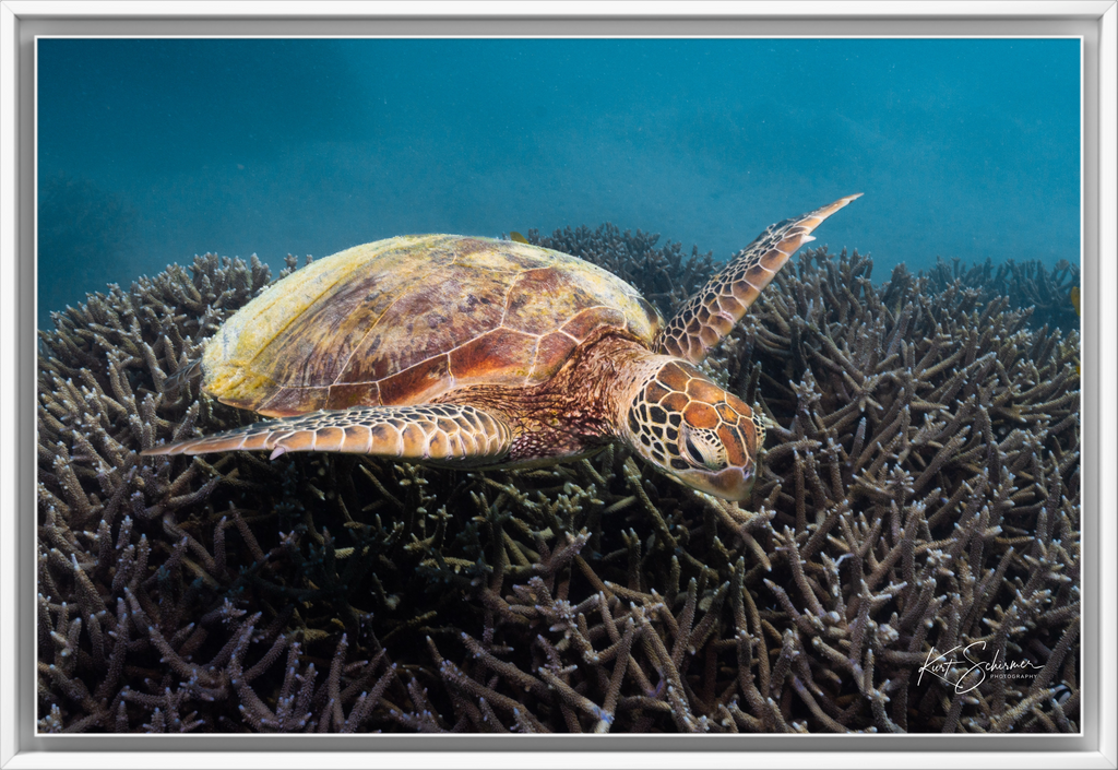 Green Sea Turtle at Heron Island – Underwater Coral Reef Photography Wall Art Print