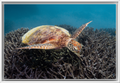 Green Sea Turtle at Heron Island – Underwater Coral Reef Photography Wall Art Print