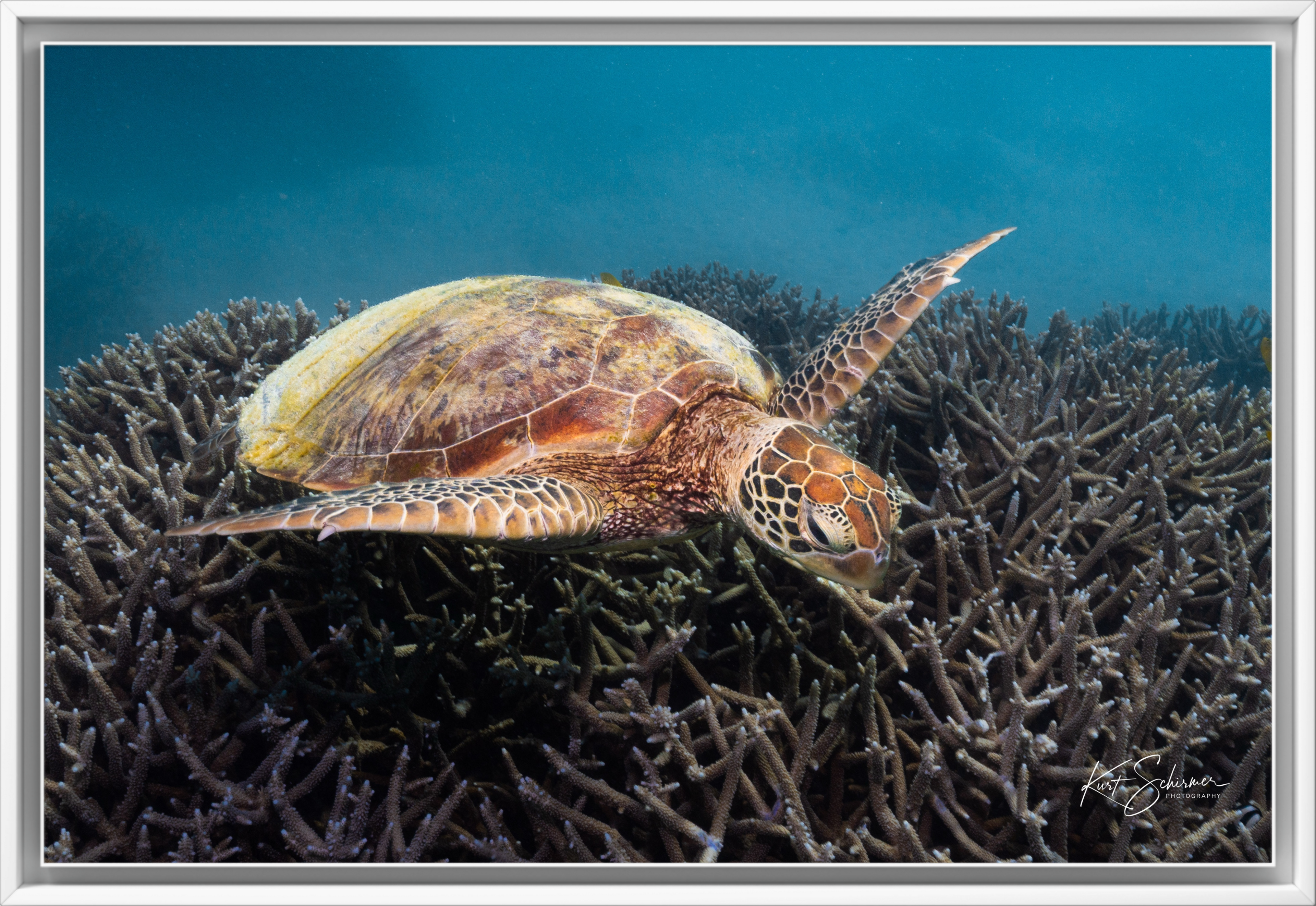 Green Sea Turtle at Heron Island – Underwater Coral Reef Photography Wall Art Print