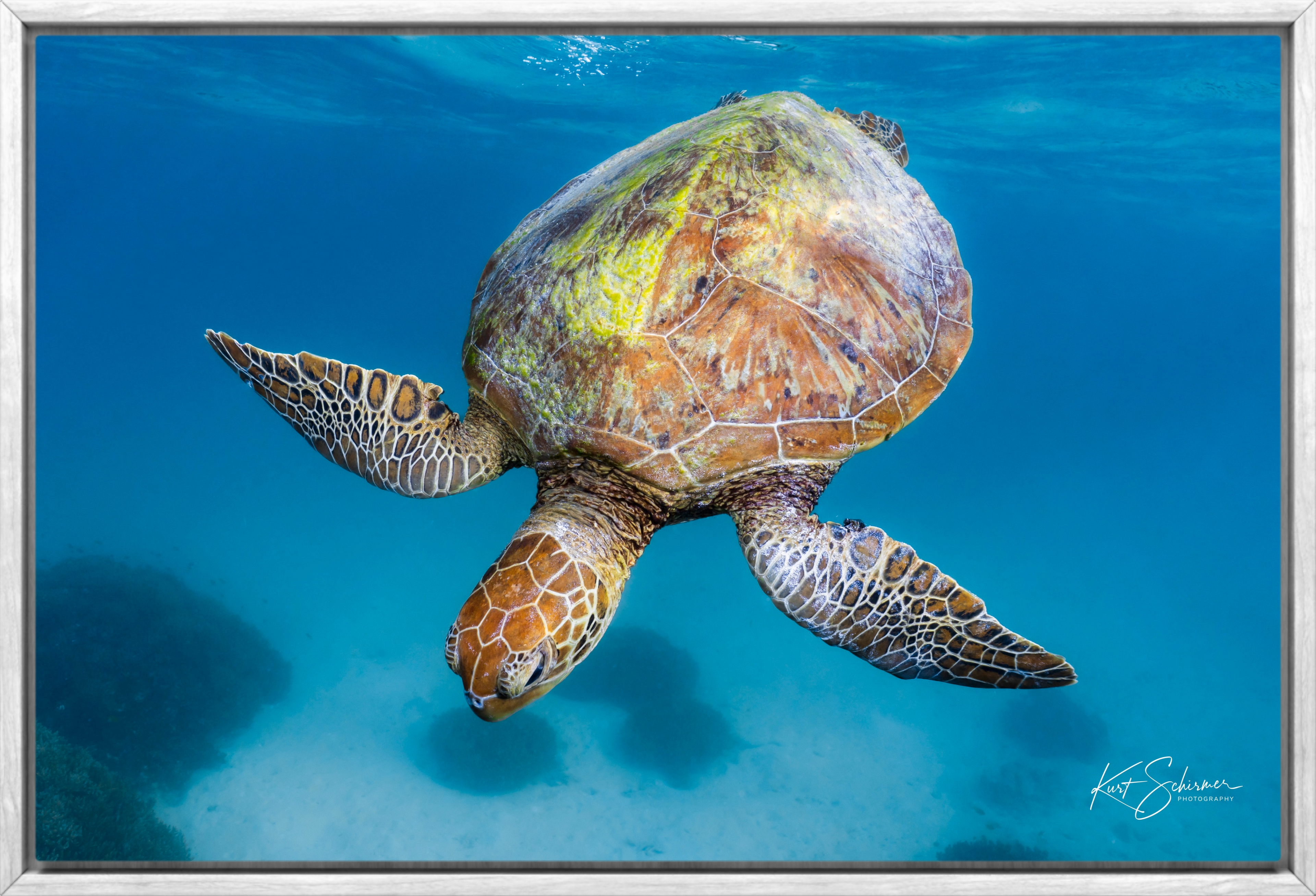 Heron Island Sea Turtle Print - Ocean Wildlife Photography by Kurt Schirmer