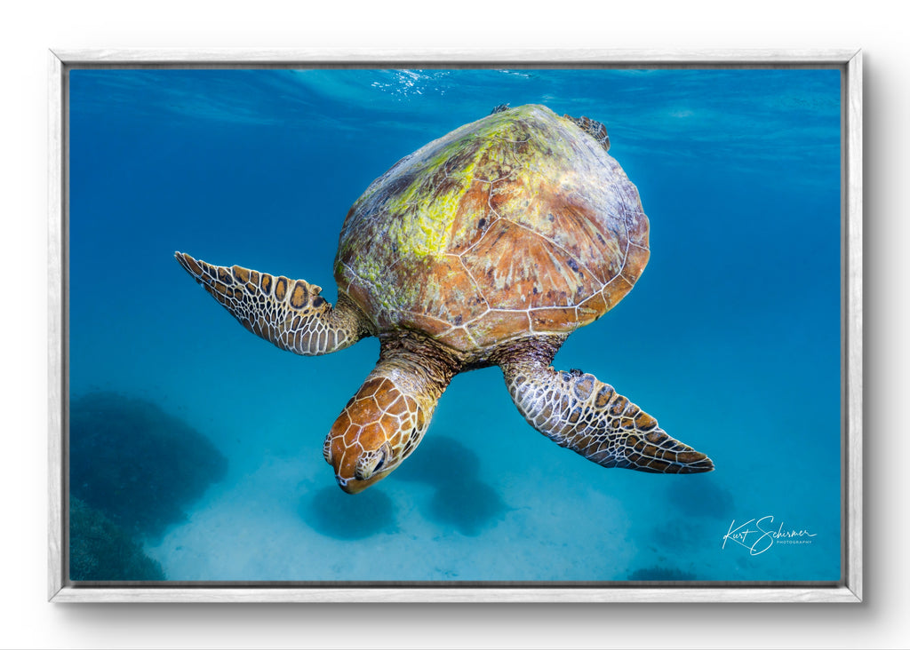 Heron Island Sea Turtle Print - Ocean Wildlife Photography by Kurt Schirmer