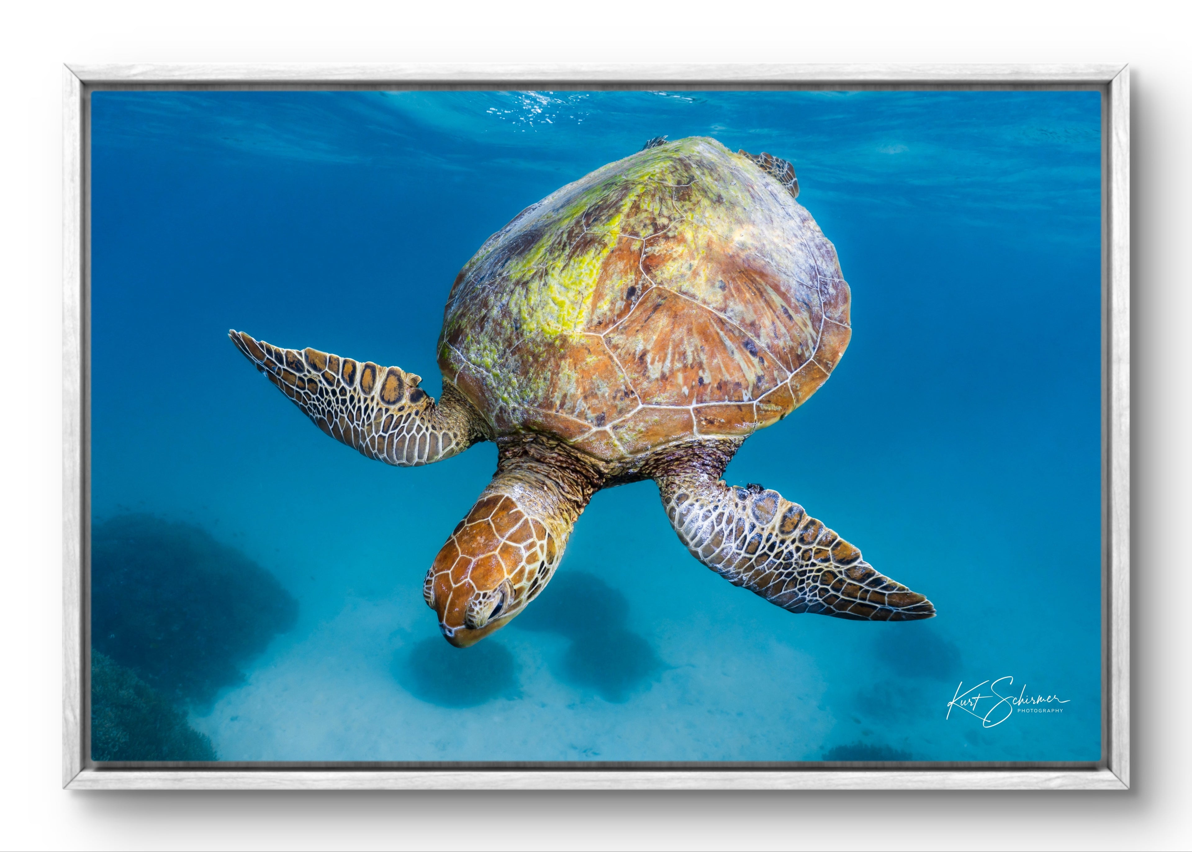 Heron Island Sea Turtle Print - Ocean Wildlife Photography by Kurt Schirmer