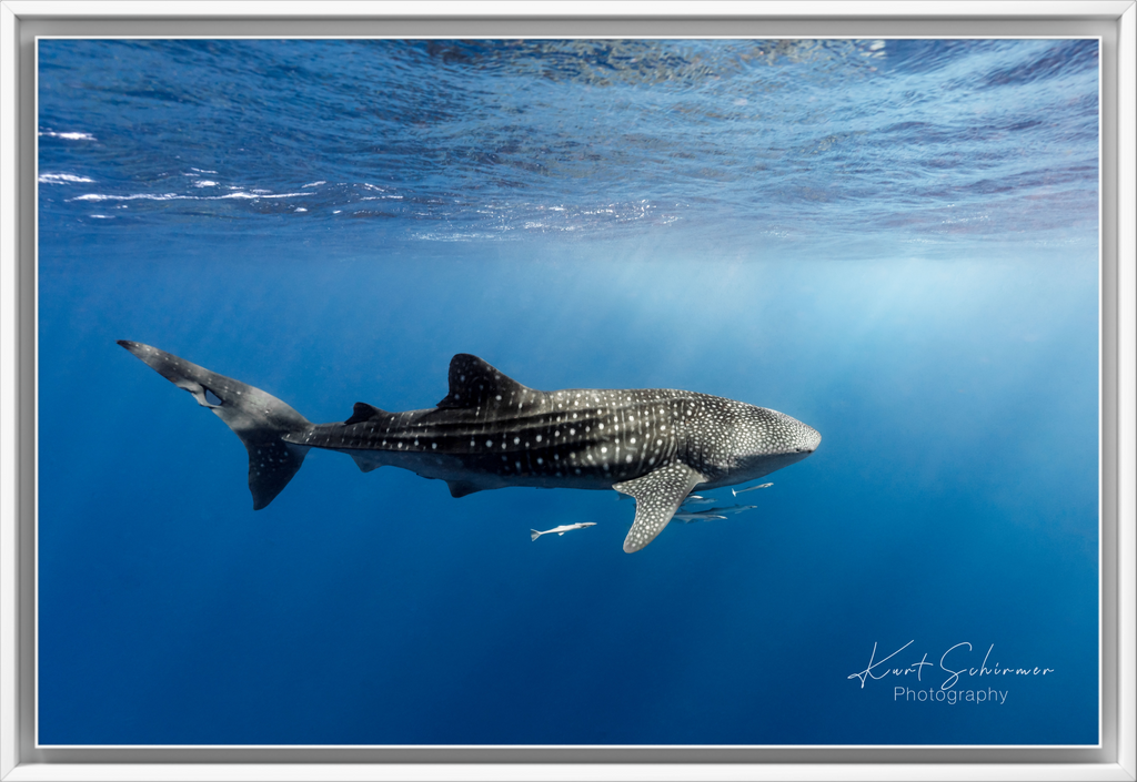 Whale shark of Ningaloo